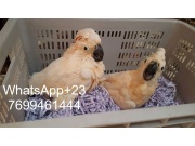 Parrots for sale with fertile eggs