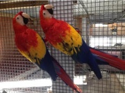 Parrots for sale with fertile eggs