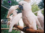 Complete tame parrots, cockatoos, amazons with different spe