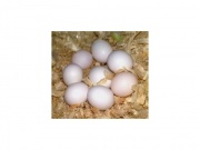 Macaw parrots and fertile eggs for sale