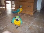 Macaw parrots and fertile eggs for sale