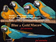 Blue and Gold Macaw babies.