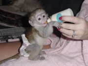 Tamed Capuchin Monkey availale