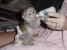Tamed capuchin monkey availale.