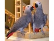 Adorable, Tame, 2 yr African Grey Parrots for Sale
