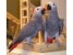 Adorable, tame, 2 yr african grey parrots for sale.